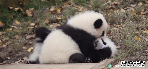 大熊猫宝宝被按住狂亲 视频引网友围观：真是萌翻了